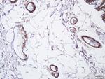 CD105 Antibody in Immunohistochemistry (Paraffin) (IHC (P))