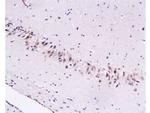 Cytoglobin Antibody in Immunohistochemistry (Paraffin) (IHC (P))