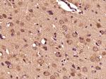 DBH Antibody in Immunohistochemistry (Paraffin) (IHC (P))