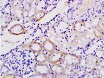 Galectin 9 Antibody in Immunohistochemistry (Paraffin) (IHC (P))