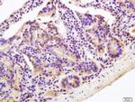 OAT-3 Antibody in Immunohistochemistry (Paraffin) (IHC (P))