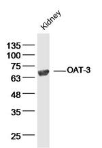 OAT-3 Antibody in Western Blot (WB)