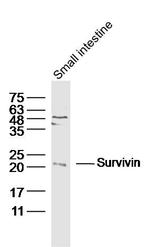 Survivin Antibody in Western Blot (WB)