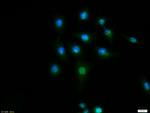 Cyclin D1 Antibody in Immunocytochemistry (ICC/IF)
