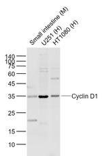 Cyclin D1 Antibody in Western Blot (WB)