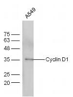 Cyclin D1 Antibody in Western Blot (WB)