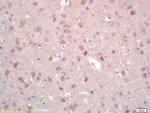 ZNF300 Antibody in Immunohistochemistry (Paraffin) (IHC (P))