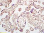 Estrogen Sulfotransferase Antibody in Immunohistochemistry (Paraffin) (IHC (P))