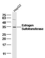 Estrogen Sulfotransferase Antibody in Western Blot (WB)