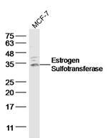 Estrogen Sulfotransferase Antibody in Western Blot (WB)