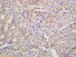 Aquaporin 4 Antibody in Immunohistochemistry (Paraffin) (IHC (P))