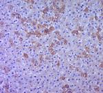 P38 MAPK Antibody in Immunohistochemistry (Paraffin) (IHC (P))