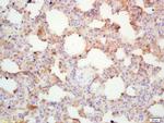 Integrin alpha 4/CD49d Antibody in Immunohistochemistry (Paraffin) (IHC (P))