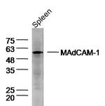 MAdCAM-1 Antibody in Western Blot (WB)