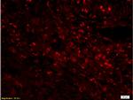 CD68 Antibody in Immunohistochemistry (Paraffin) (IHC (P))