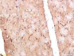 CD68 Antibody in Immunohistochemistry (Paraffin) (IHC (P))