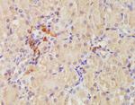 CD68 Antibody in Immunohistochemistry (Paraffin) (IHC (P))