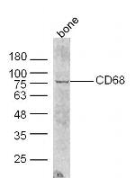 CD68 Antibody in Western Blot (WB)