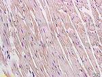Connexin 43 Antibody in Immunohistochemistry (Paraffin) (IHC (P))