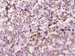 GST1 Antibody in Immunohistochemistry (Paraffin) (IHC (P))