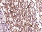 GST1 Antibody in Immunohistochemistry (Paraffin) (IHC (P))