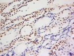 PIWIL1 Antibody in Immunohistochemistry (Paraffin) (IHC (P))