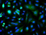 c-Jun Antibody in Immunocytochemistry (ICC/IF)