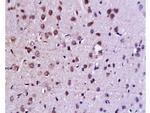 c-Jun Antibody in Immunohistochemistry (Paraffin) (IHC (P))