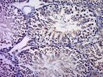 c-Jun Antibody in Immunohistochemistry (Paraffin) (IHC (P))
