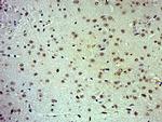 c-Jun Antibody in Immunohistochemistry (Paraffin) (IHC (P))