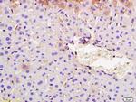SYVN1 Antibody in Immunohistochemistry (Paraffin) (IHC (P))