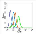 CD147 Antibody in Flow Cytometry (Flow)