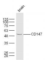 CD147 Antibody in Western Blot (WB)
