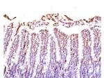 Neuropilin 1 Antibody in Immunohistochemistry (Paraffin) (IHC (P))