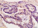 HSP90 beta Antibody in Immunohistochemistry (Paraffin) (IHC (P))