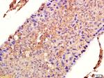 HSP90 beta Antibody in Immunohistochemistry (Paraffin) (IHC (P))