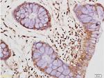 IL-10 Antibody in Immunohistochemistry (Paraffin) (IHC (P))
