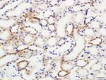 IL-10 Antibody in Immunohistochemistry (Paraffin) (IHC (P))