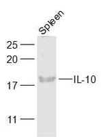 IL-10 Antibody in Western Blot (WB)