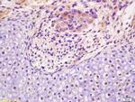 NSBP1 Antibody in Immunohistochemistry (Paraffin) (IHC (P))