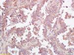Ceramide glucosyltransferase Antibody in Immunohistochemistry (Paraffin) (IHC (P))