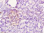 FAM3B/PANDER Antibody in Immunohistochemistry (Paraffin) (IHC (P))