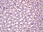 BK channel Antibody in Immunohistochemistry (Paraffin) (IHC (P))