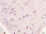 HSP27 Antibody in Immunohistochemistry (Paraffin) (IHC (P))
