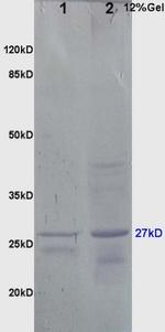 HSP27 Antibody in Western Blot (WB)