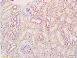 KGF Antibody in Immunohistochemistry (Paraffin) (IHC (P))