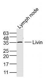 Livin Antibody in Western Blot (WB)