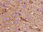 Kisspeptin Antibody in Immunohistochemistry (Paraffin) (IHC (P))