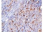 CDK2 Antibody in Immunohistochemistry (Paraffin) (IHC (P))