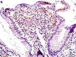 Lpin1 protein Antibody in Immunohistochemistry (Paraffin) (IHC (P))
